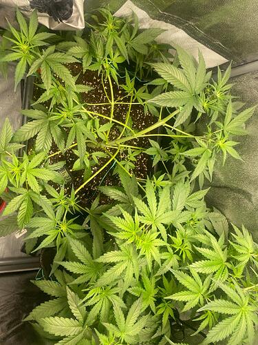 Growreport Bild 2