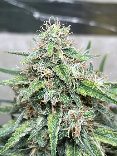 Growreport Bild 9