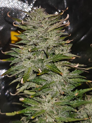 Growreport Bild 14