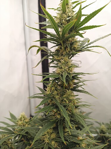 Growreport Bild 13