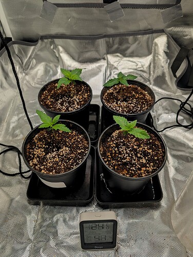 Growreport Bild 1
