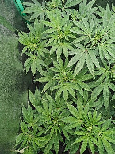 Growreport Bild 2