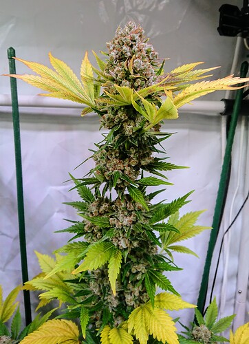 Growreport Bild 9