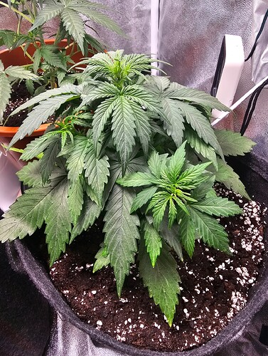 Growreport Bild 2