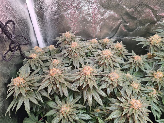 Growreport Bild 11