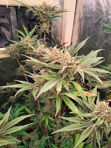 Growreport Bild 3
