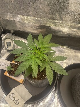Growreport Bild 4