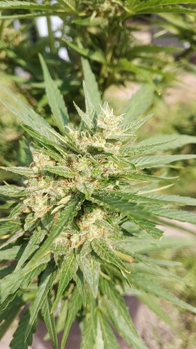 Growreport Bild 4