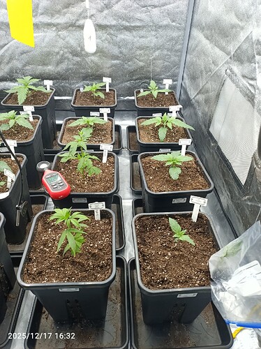 Growreport Bild 3