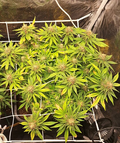 Growreport Bild 11