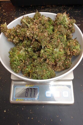 Growreport Bild 6