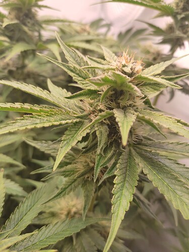 Growreport Bild 27