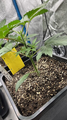 Growreport Bild 6