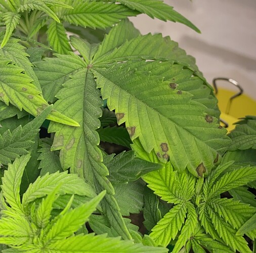 Growreport Bild 5