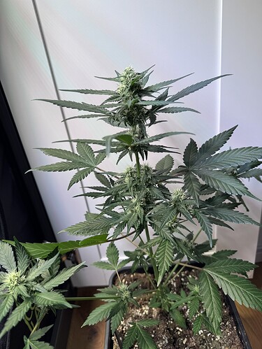 Growreport Bild 3