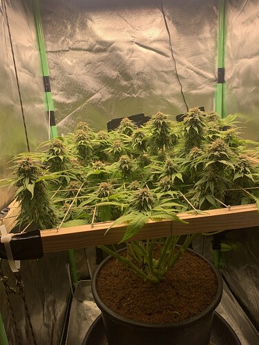 Growreport Bild 1