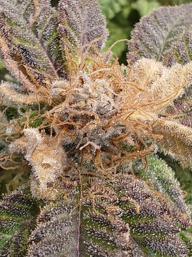 Growreport Bild 15