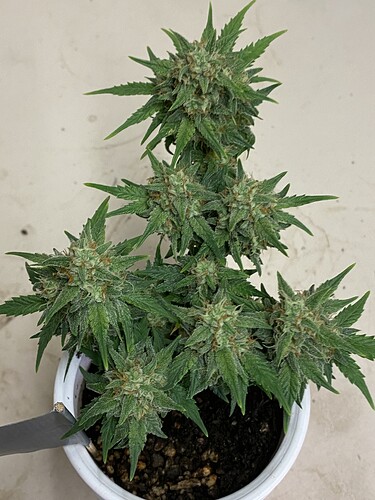Growreport Bild 8