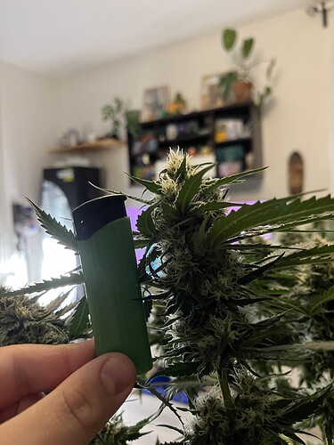 Growreport Bild 20