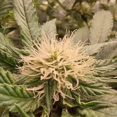 Growreport Bild 29