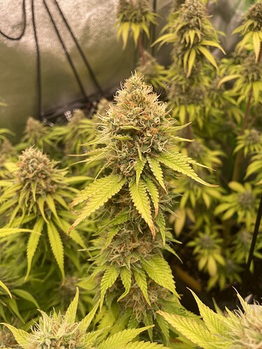Growreport Bild 4