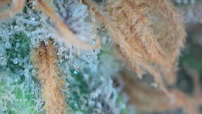 Growreport Bild 3
