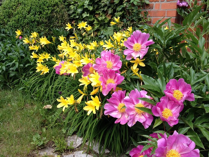 Ein Gartenbeet mit blühenden gelben Taglilien und pinken Pfingstrosen.