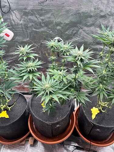 Growreport Bild 17