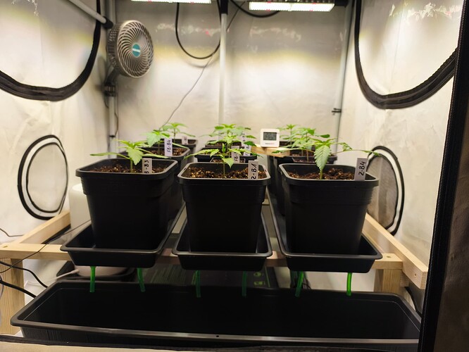 Growreport Bild 2