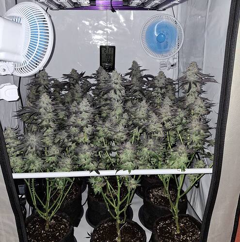 Growreport Bild 36