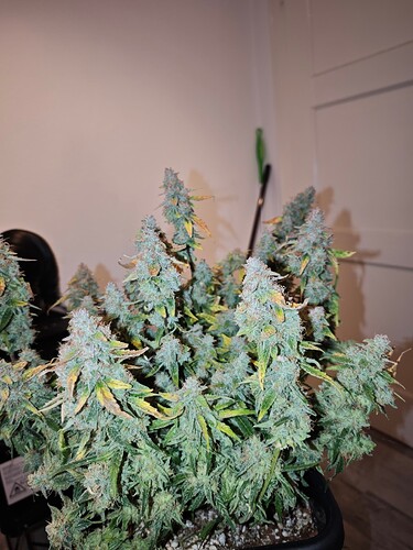 MVIMG_20251204_200249