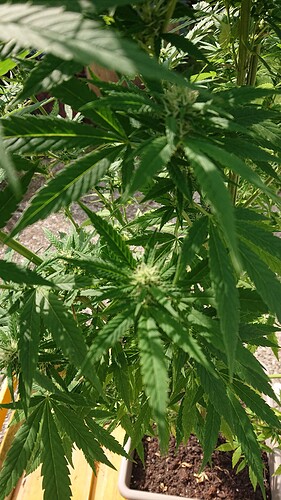 Growreport Bild 19