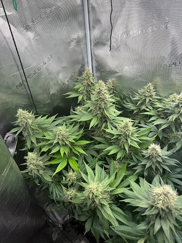 Growreport Bild 5