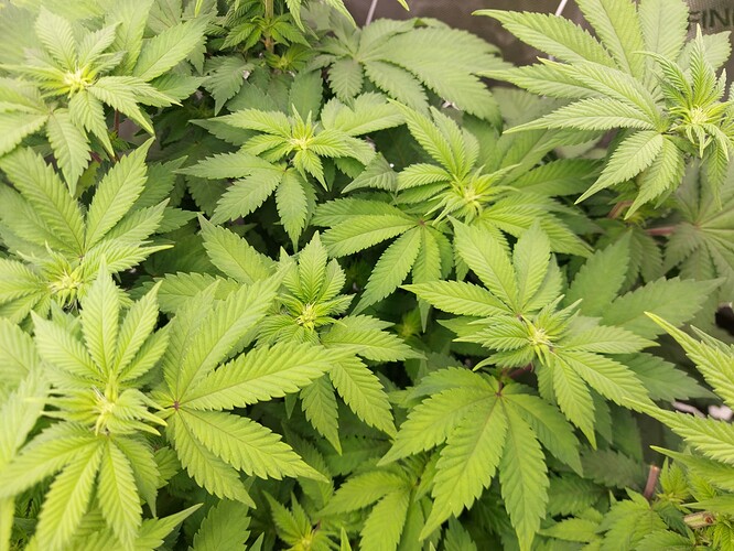 Growreport Bild 7