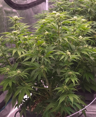 Growreport Bild 3