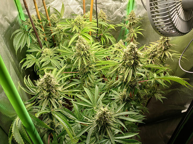 Growreport Bild 20
