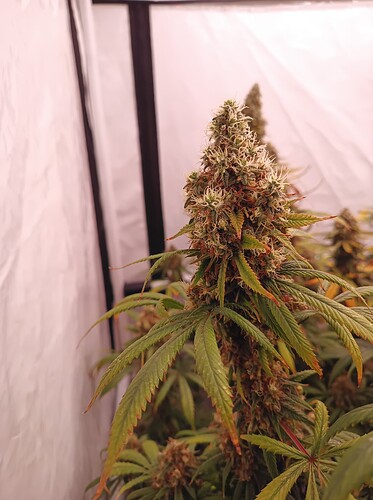 Growreport Bild 9