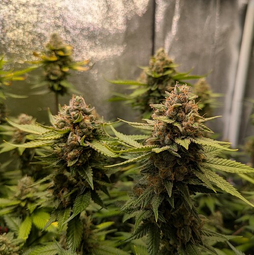 Growreport Bild 4