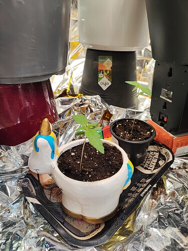 17193797301777640584720605459559