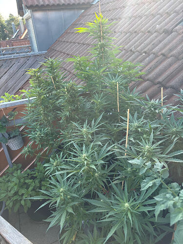 Foto 21.06.26, 07 36 37