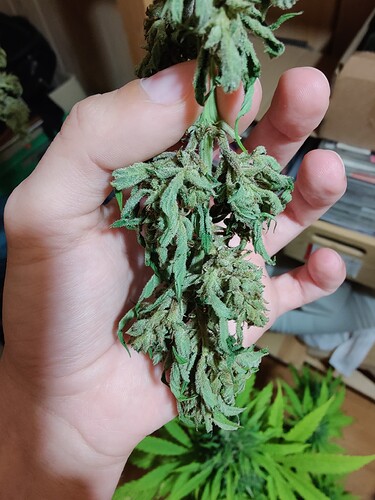 Growreport Bild 9