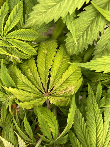 662df7ef4fd3a81a98c31bddfa0f7e977104cbef