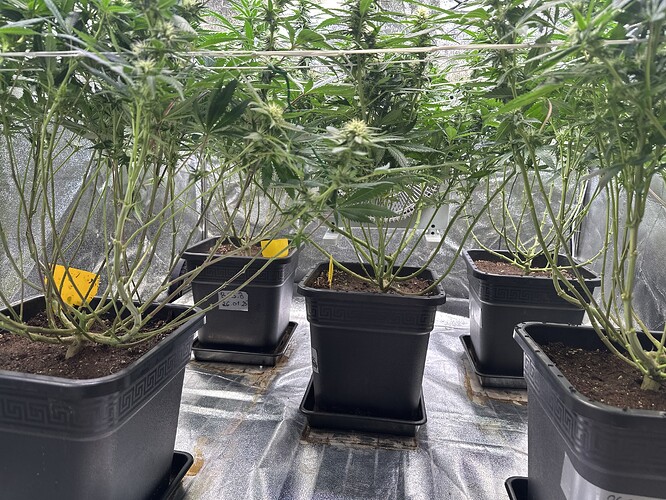 Growreport Bild 48