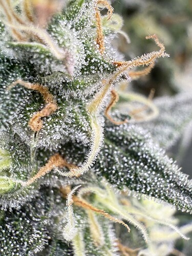 Growreport Bild 6