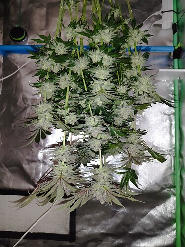 Growreport Bild 5