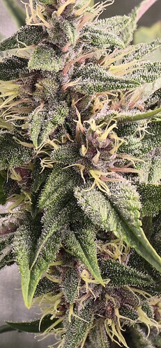 Growreport Bild 5