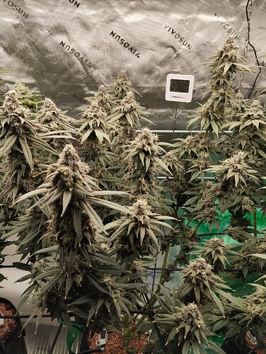 Growreport Bild 24