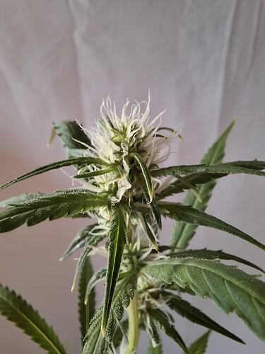 Growreport Bild 181