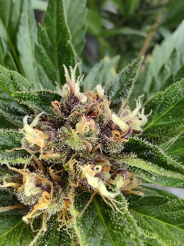 Growreport Bild 10