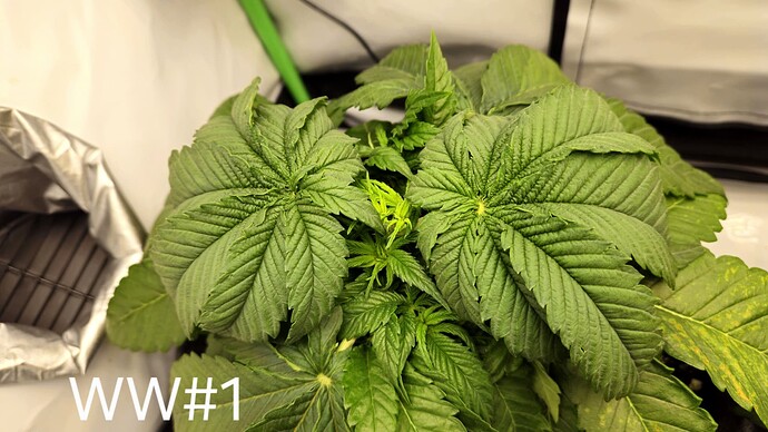 Growreport Bild 22